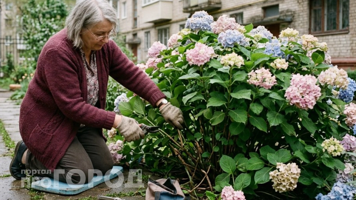Эта копеечная подкормка превратит гортензию на участке в роскошный и пышный куст