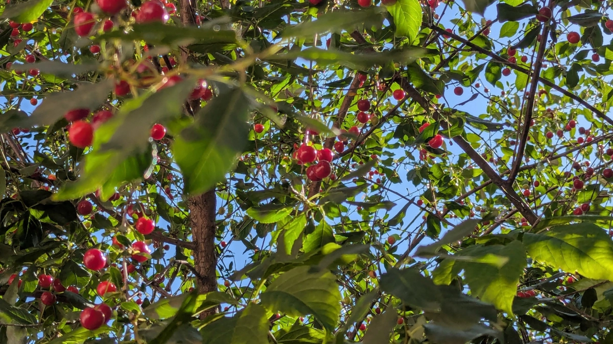 Никогда не сажайте их: культуры, которые захватят ваш сад и не дадут покоя — список запрещённых растений