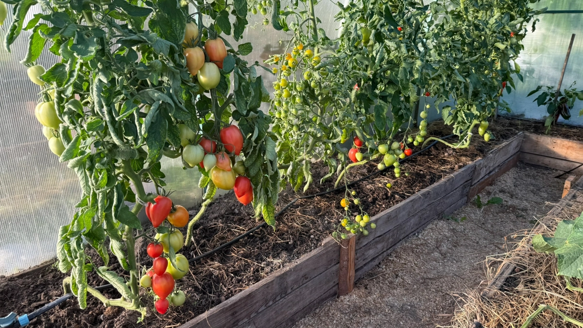 Сорняки — лучшие друзья томатов: 2 растения, которые спасут урожай от фитофторы