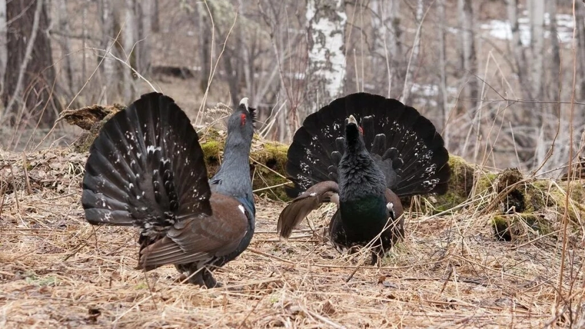 Могли вырубить всё: как ярославский прокурор через суд остановил угрозу для глухарей и леса