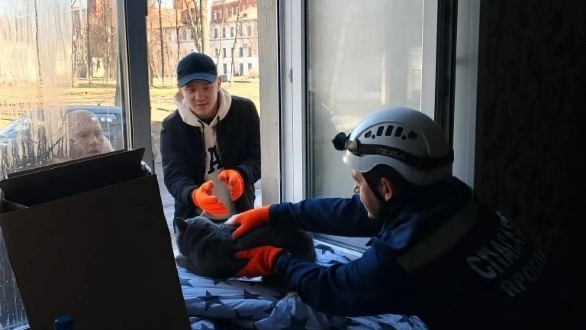 Из сгоревшего дома на Стачек спасли кошку