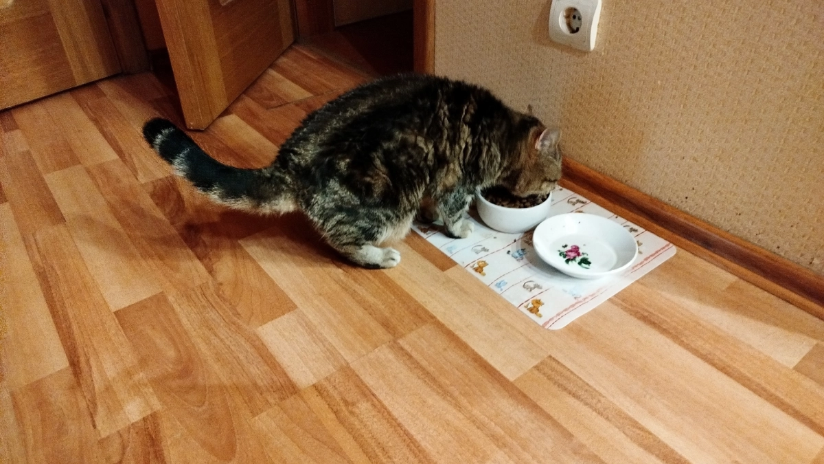 Что произойдет, если поить кота водой из-под крана