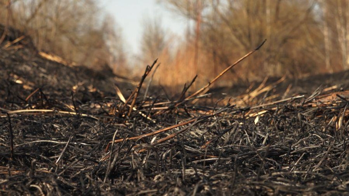 Девять палов сухой травы за сутки: Ростовский округ лидирует по числу возгораний