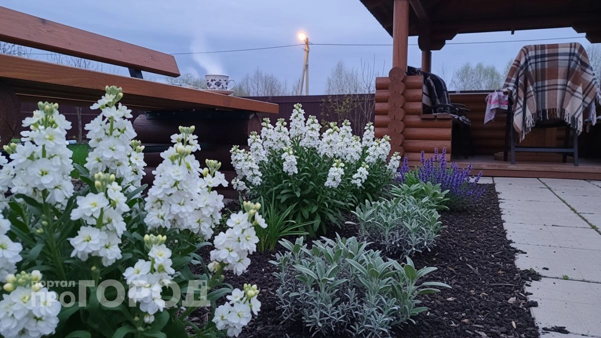 Забыла про петунию и не жалею — этот неприхотливый кустарник засыпан цветами с мая до самых морозов