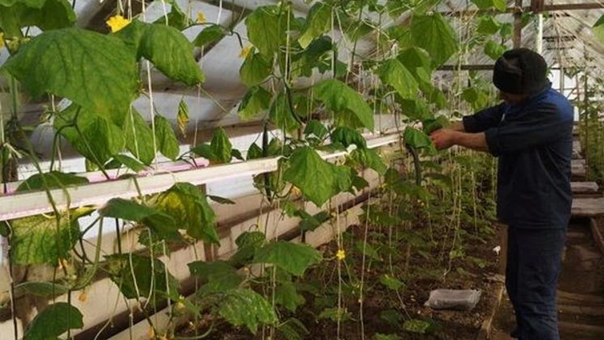 Заключённые рыбинской психбольницы собрали первый урожай тепличных огурцов