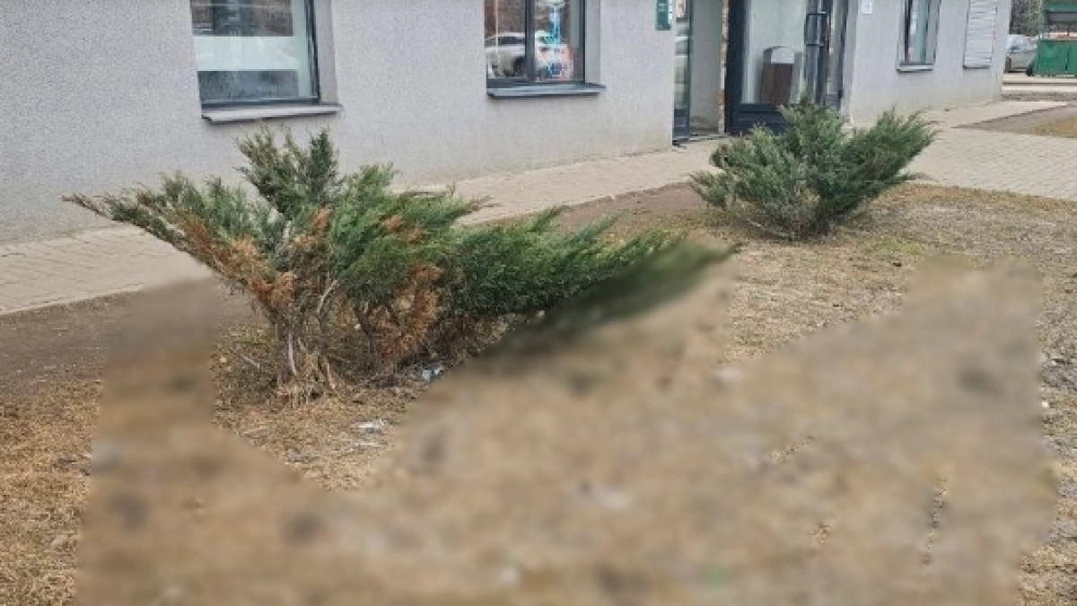 Ярославец показал двор, усыпанный собачьими минами, и потребовал штрафовать как вандалов