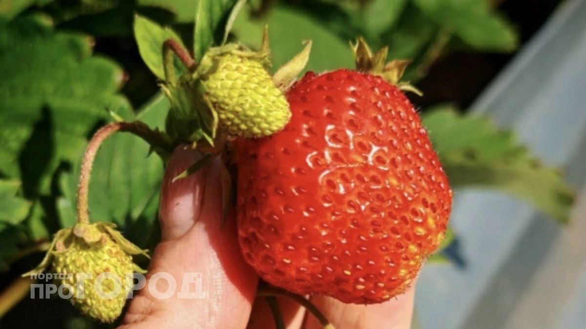 Как спасти клубнику после дождей: 3 шага, чтобы не потерять ягоды