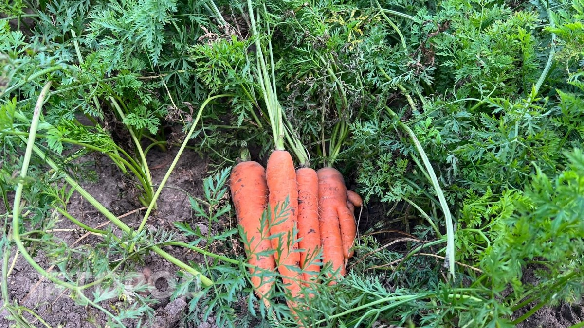 Морковь как из магазина: секреты полива, о которых молчат агрономы