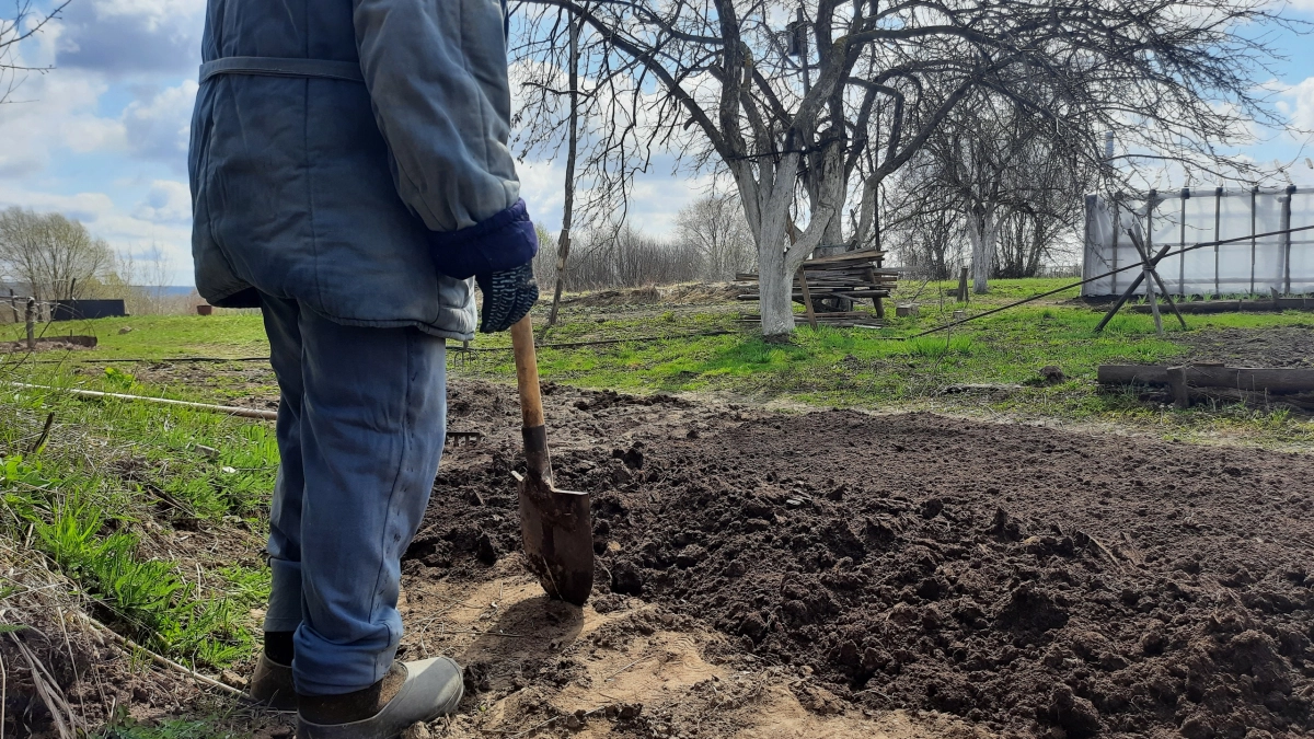 «Зелень на почве — потеря урожая»: как за 3 приёма вернуть земле плодородие — секреты опытных огородников