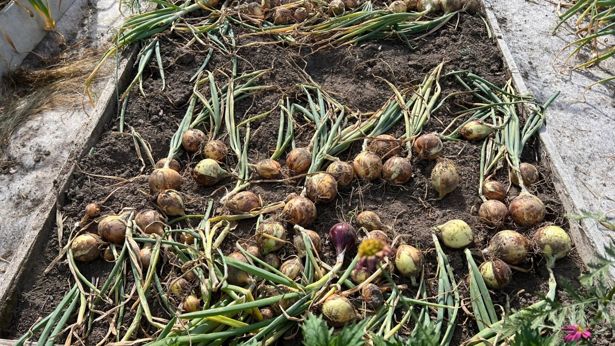 Кривые грядки больше не в моде: 4 способа сделать их ровными без инструментов — вы удивитесь, насколько это просто