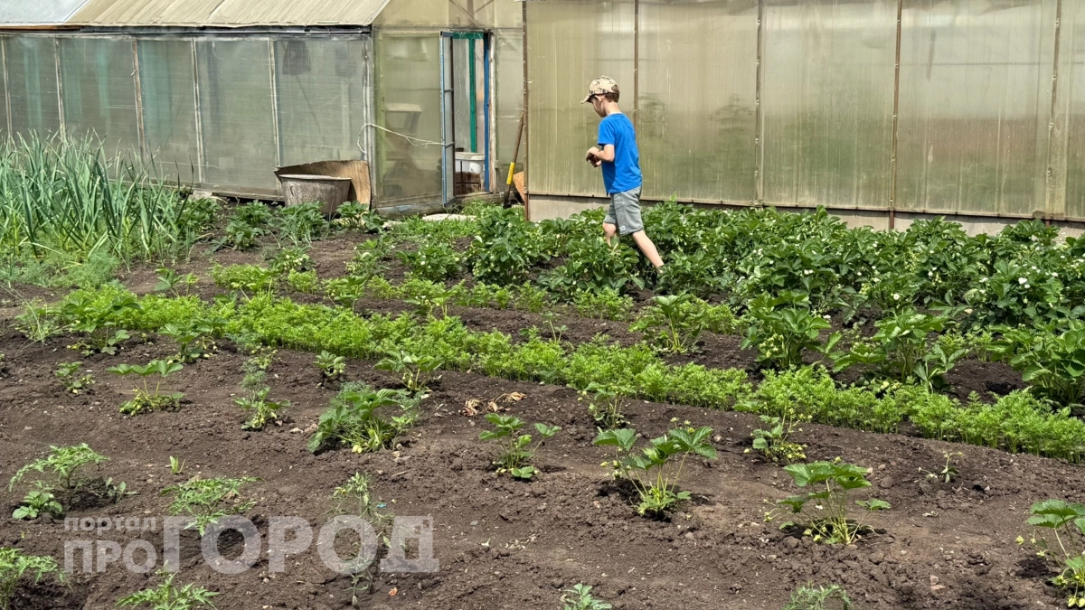 Овощи и фрукты начнут плодоносить как сумасшедшие: всего 7 советов для огромного урожая