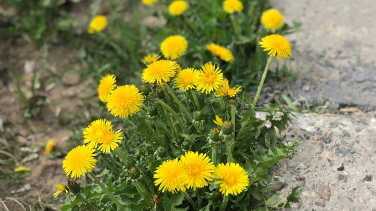 Никакого «ложка на ведро воды»: китайцы уже давно используют этот метод истребления одуванчиков — уходят раз и навсегда