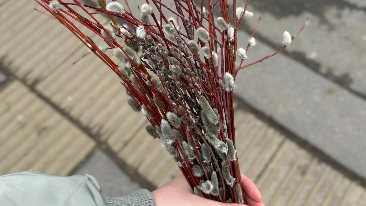 Не выбрасывайте вербу в мусор: вот как нужно поступить с освящёнными веточками по правилам