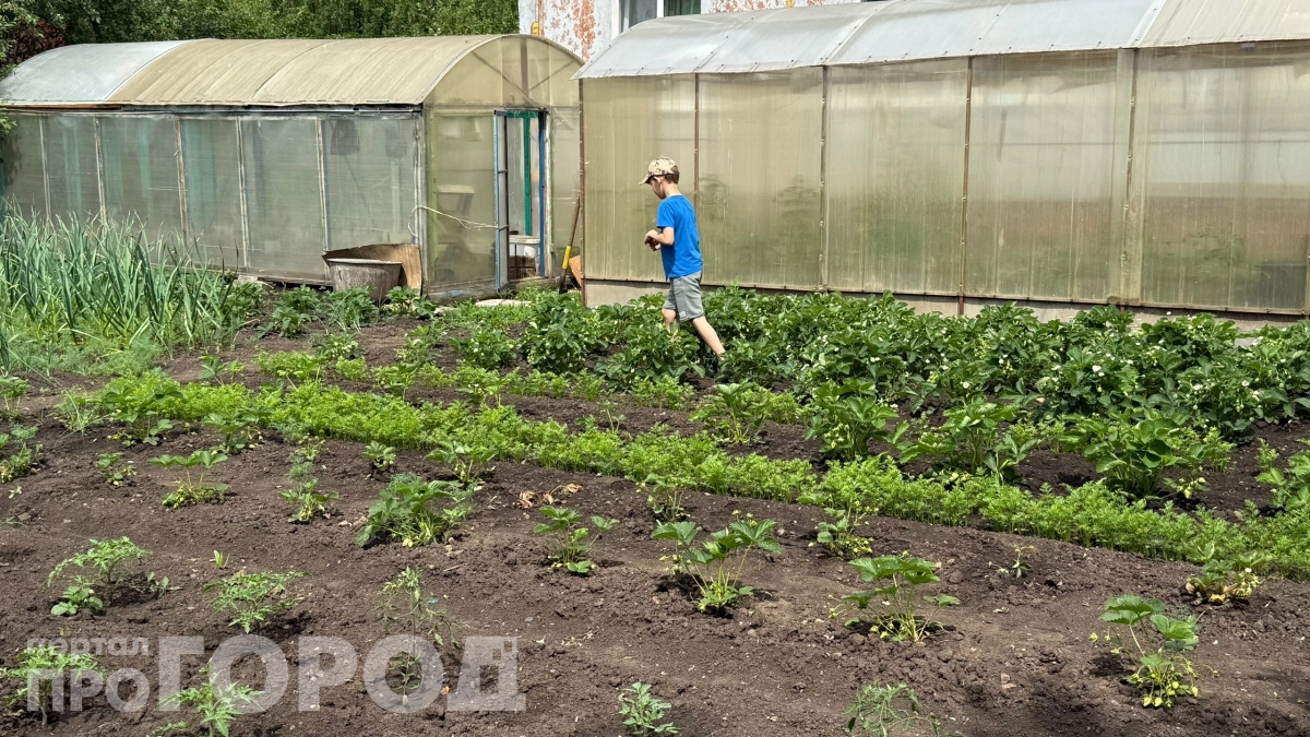 Цветную капусту больше не покупаю: выращиваю ее на даче, пока другие тратят деньги — раскрываем все секреты посадки и ухода