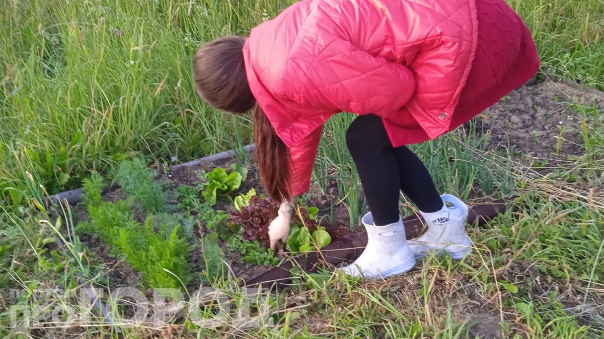 Сорняки исчезли на полгода за 59 рублей: секрет 68‑летнего соседа, который экономит тысячи