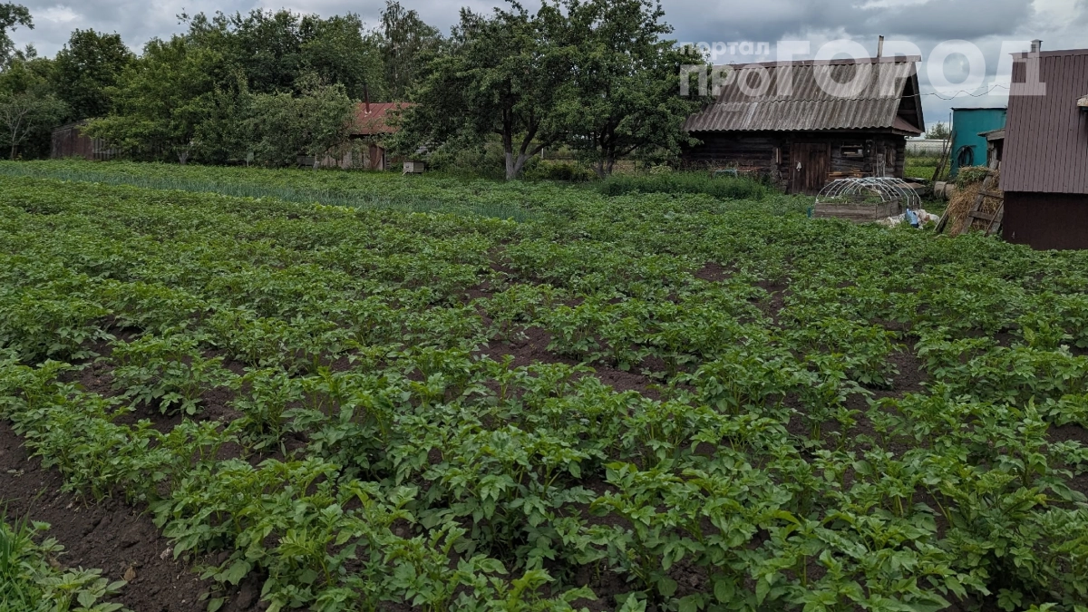 Японцы уже давно так делают, а мы загибаемся на 10 сотках: как вырастить 40 видов овощей на небольшом участке