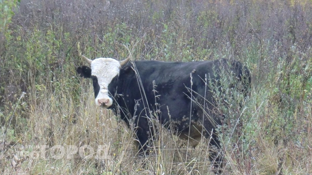 Массовая паника среди ярославских фермеров: мошенники под видом ветеринаров ходят по дворам