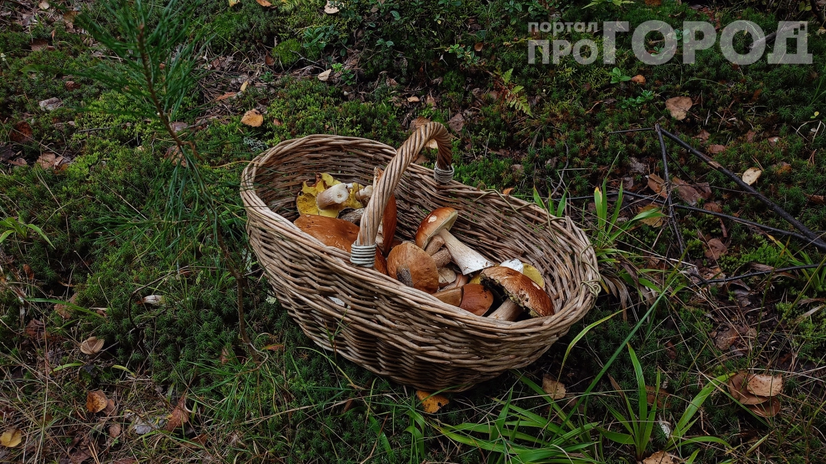 Сосед с тихой охоты вместо грибов привез штраф: новые запреты для грибников в 2026 году