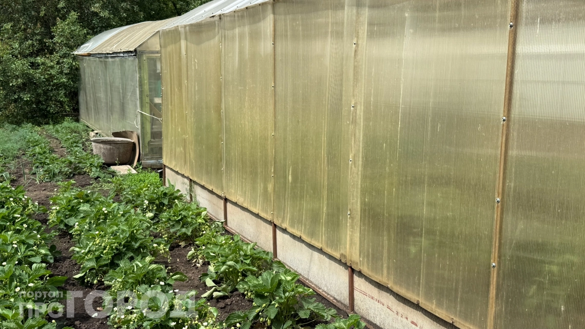 Занавеска вместо пестицидов: как тюль спас мою теплицу от вредителей — личный опыт