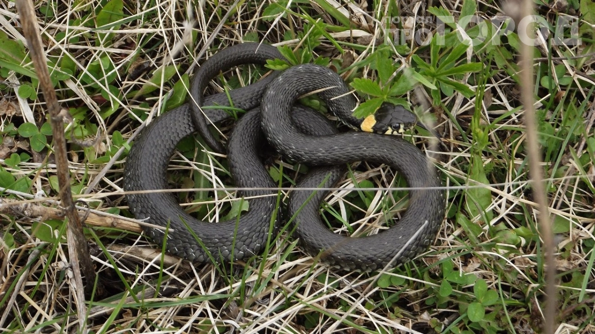 Не сажайте это у дома: растение, которое притягивает змей как магнит