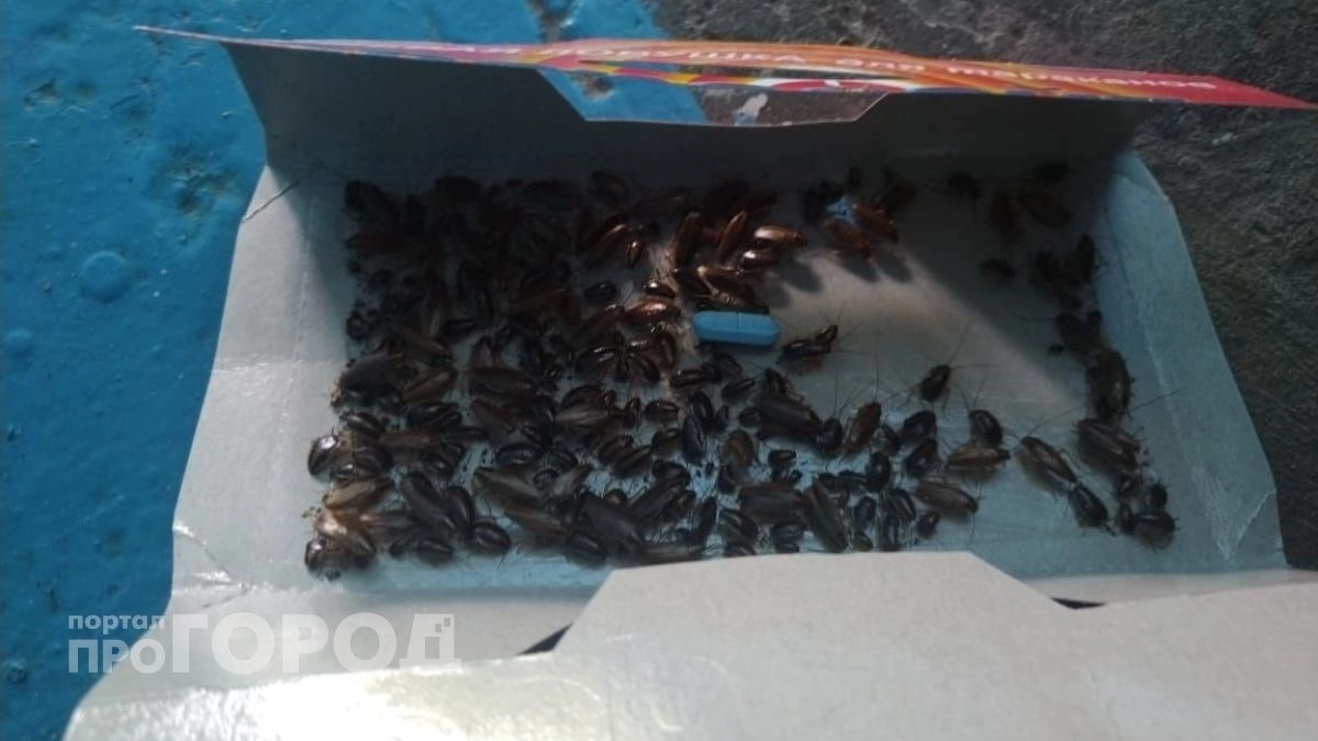 Тараканы исчезнут сами и забудут дорогу к вашему дому: простой способ, о котором молчат продавцы химии