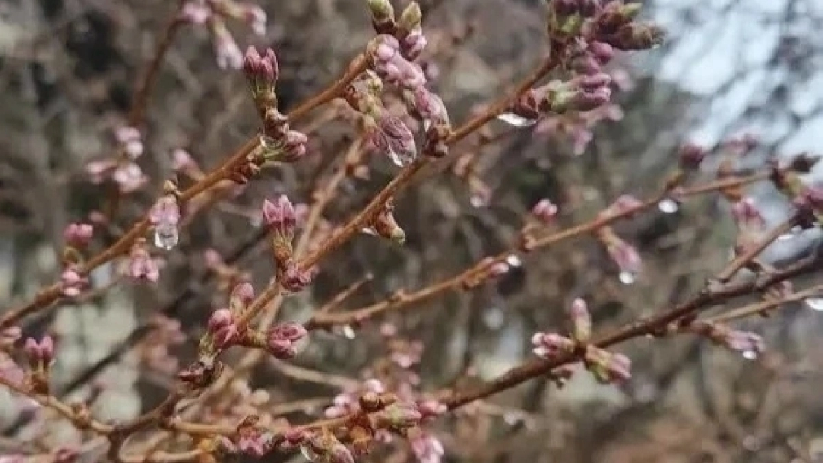 В Ярославле раньше срока началось цветение сакуры 