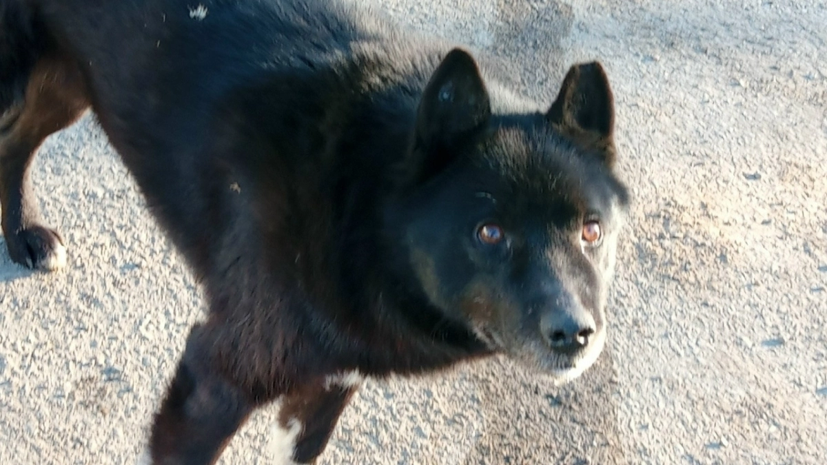 Власти объяснили, почему усыпили бездомную собаку с подозрением на бешенство в Шопше