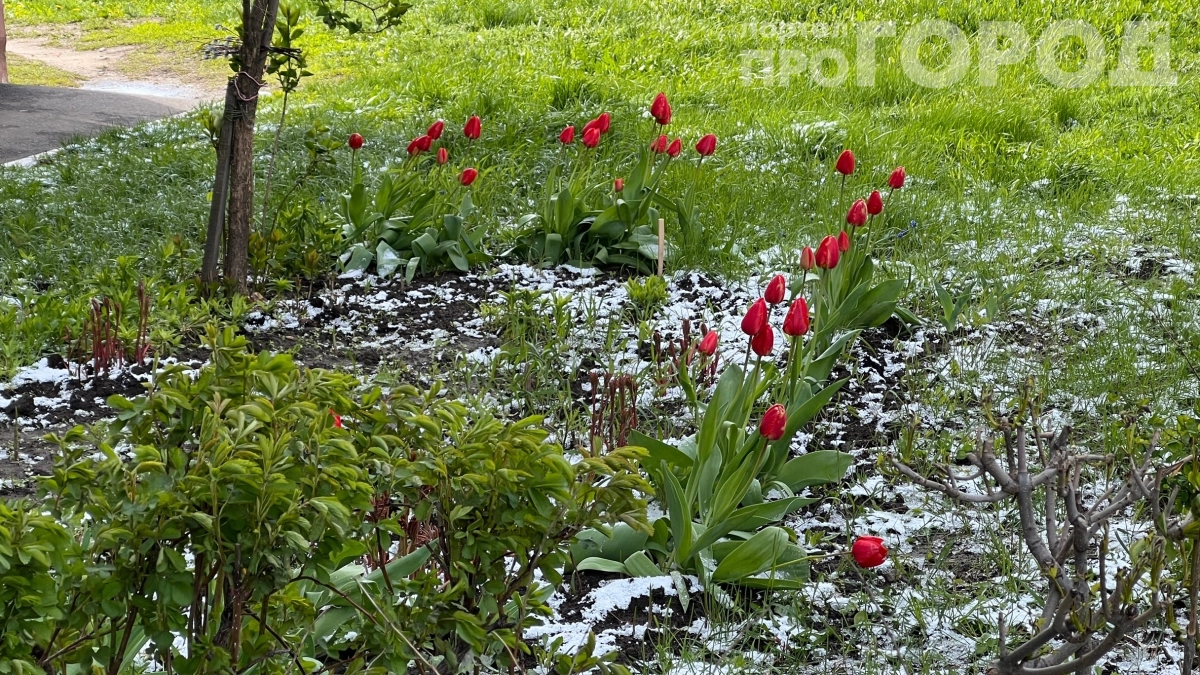Куртки достаем обратно: май нанесет удар ночными заморозками — как пережить «черемуховый» откат