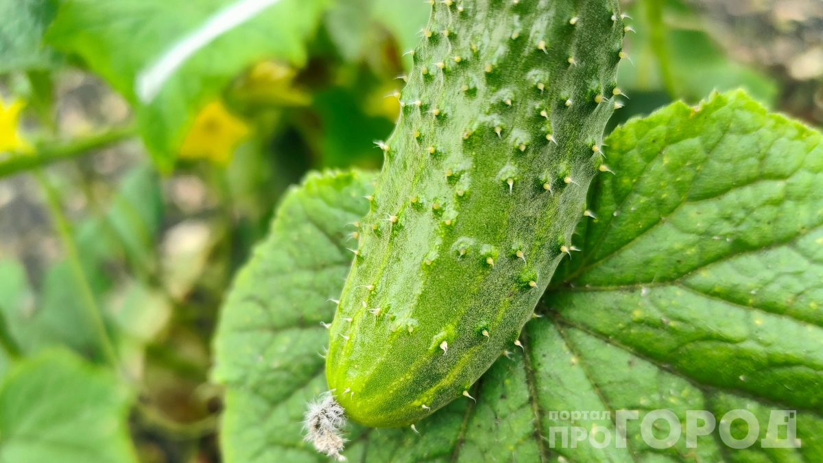 Жалею, что сажала другие 10 лет: этот гибрид выдаёт огурцы пучками и не болеет даже в дождливое лето