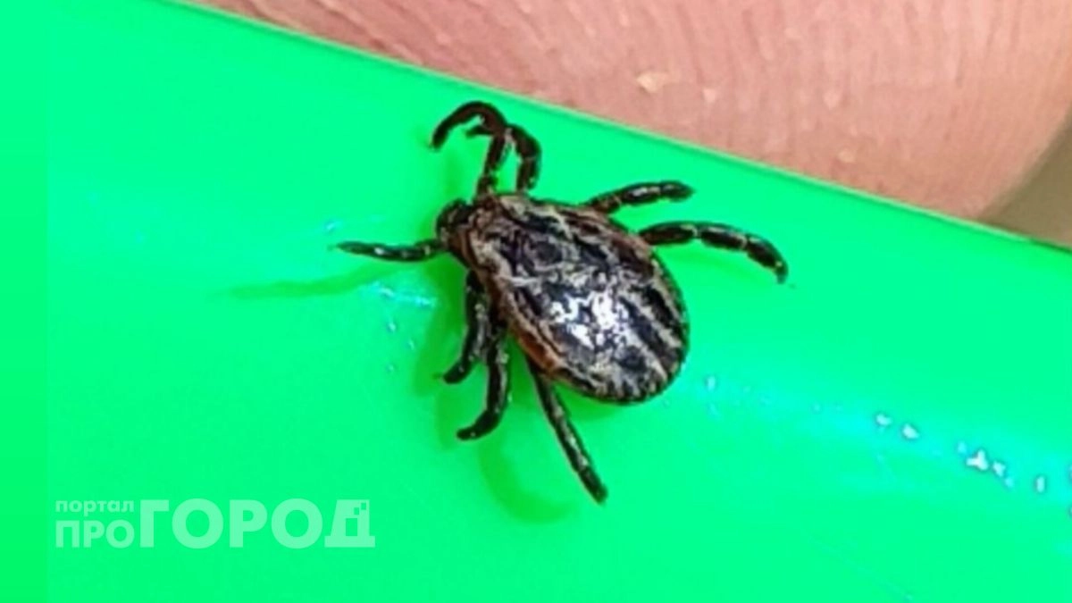 В Ярославской области зафиксировали первых клещей сезона: куда сдать паразитов