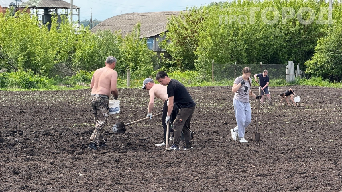 Соседи в ярости: пока они ломают спины на огороде, эта женщина сажает картошку граблями за 10 минут