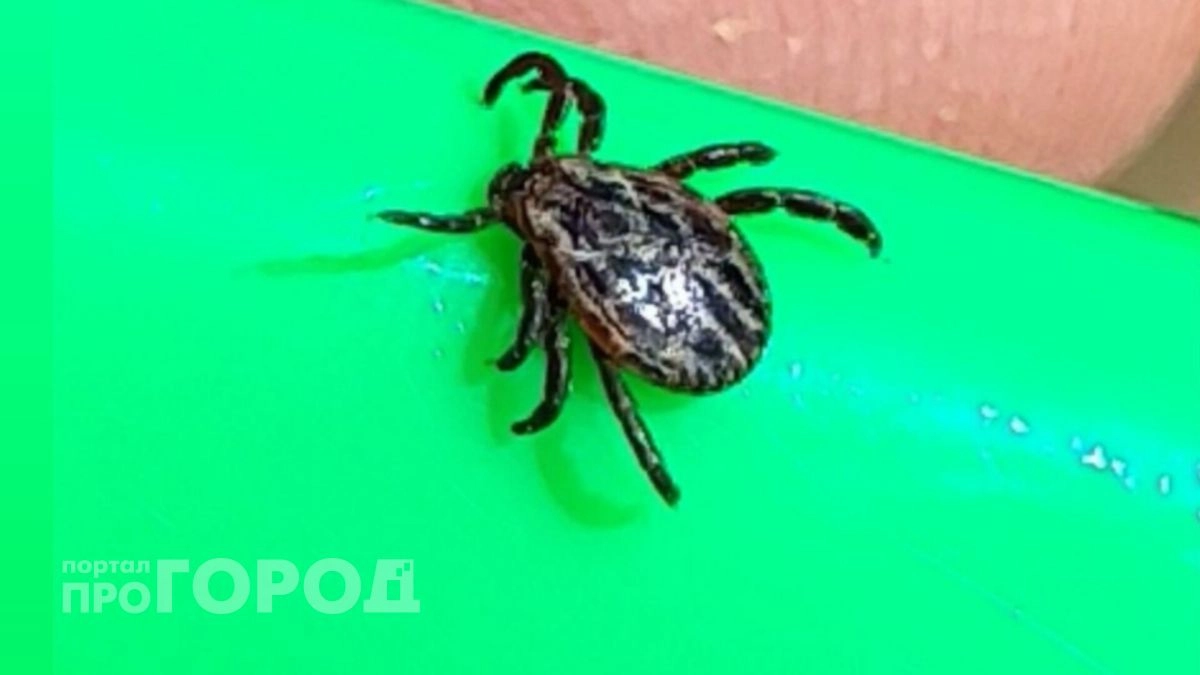 Тепло приходит, клещи уходят: в Ярославской области обрабатывают парки от паразитов