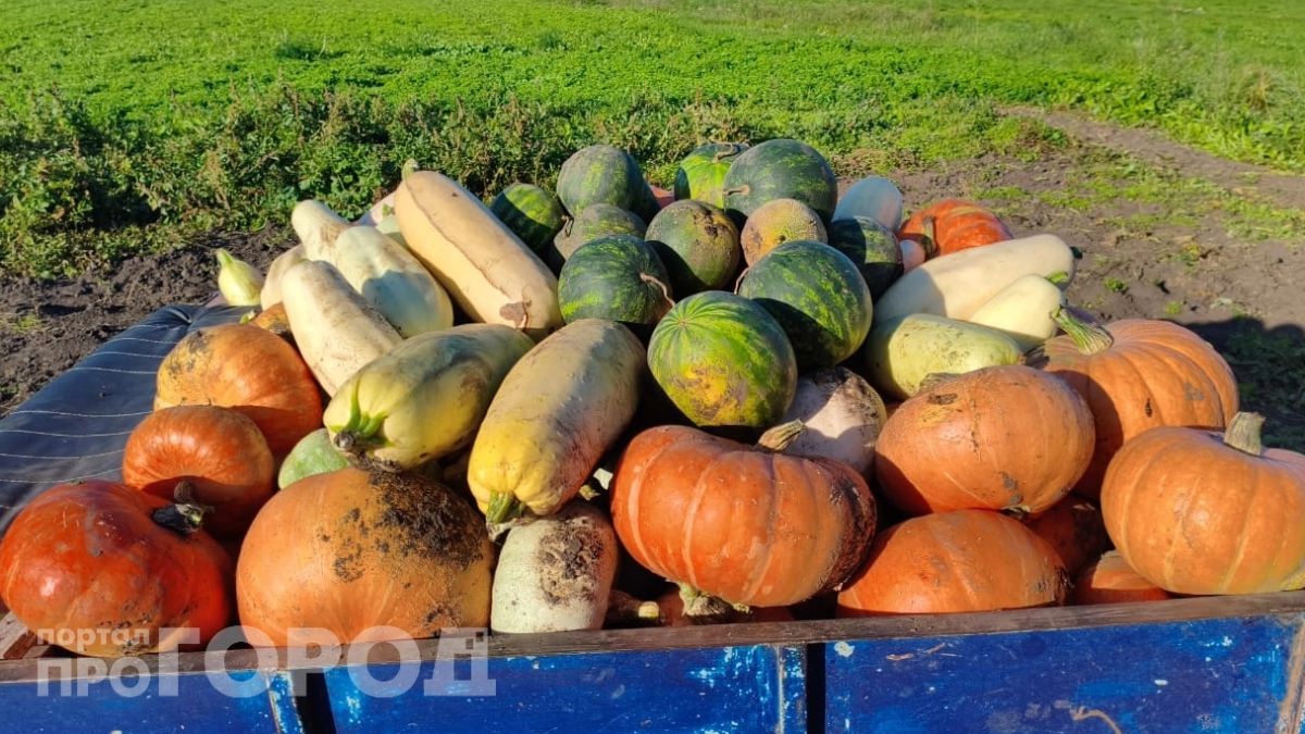 Не ждите августа: эти кабачки дадут урожай уже в июне — секреты ультраранних сортов, о которых молчат соседи