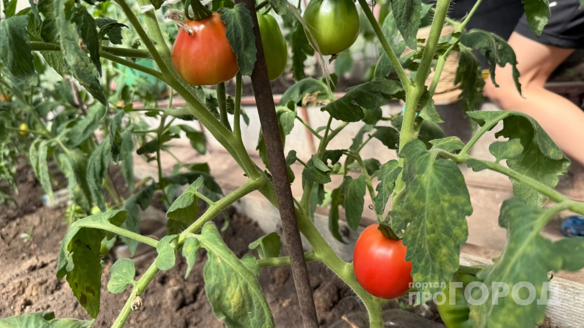 Делаю "стыдную" подкормку для помидор:  всего два средства и забываю о фитофторе до осени - о таком не принято говорить