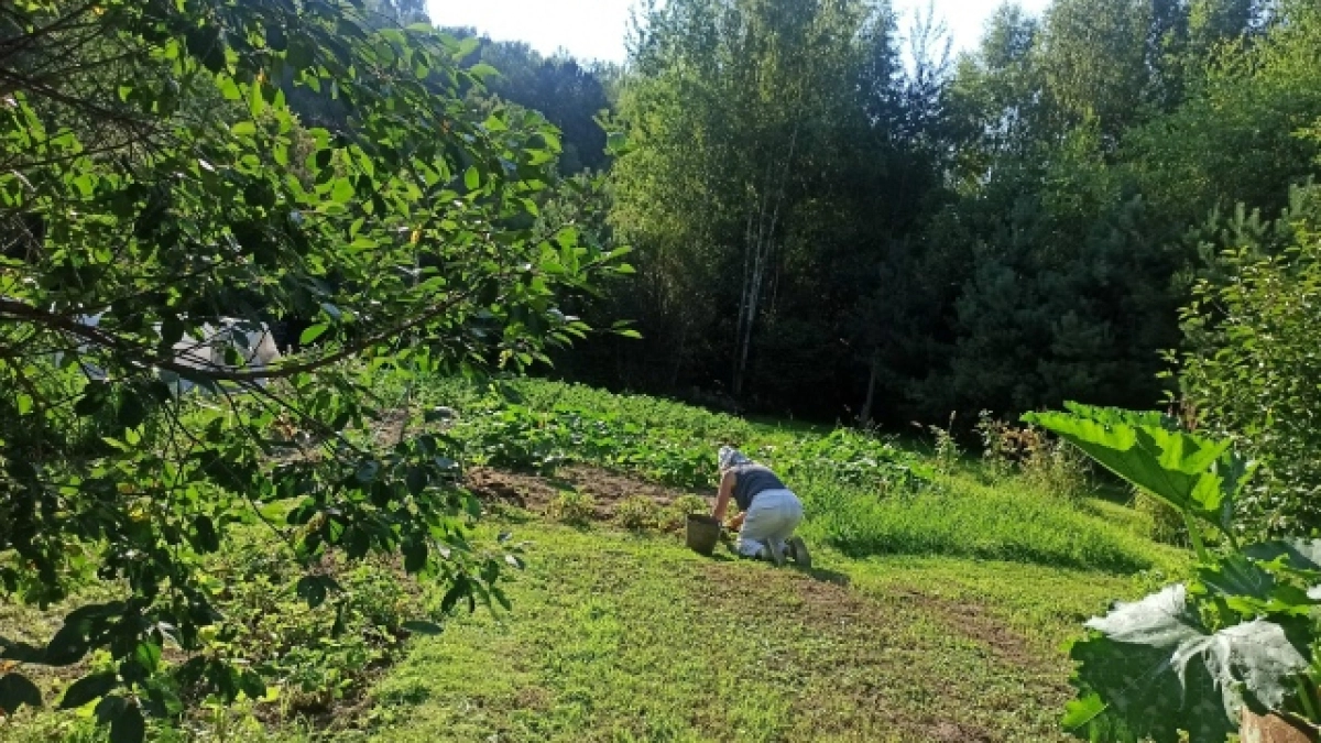 Урожай пойдет на выброс: какие сигналы о проблемах подает чистотел на вашем участке - об этом мало кто знает