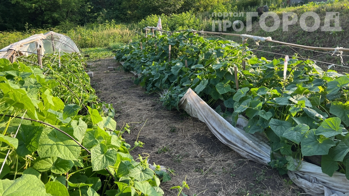 Потратил 102 тысячи на высокие грядки и получил жалкий урожай: сосед на обычных собрал в 2,5 раза больше — вот почему