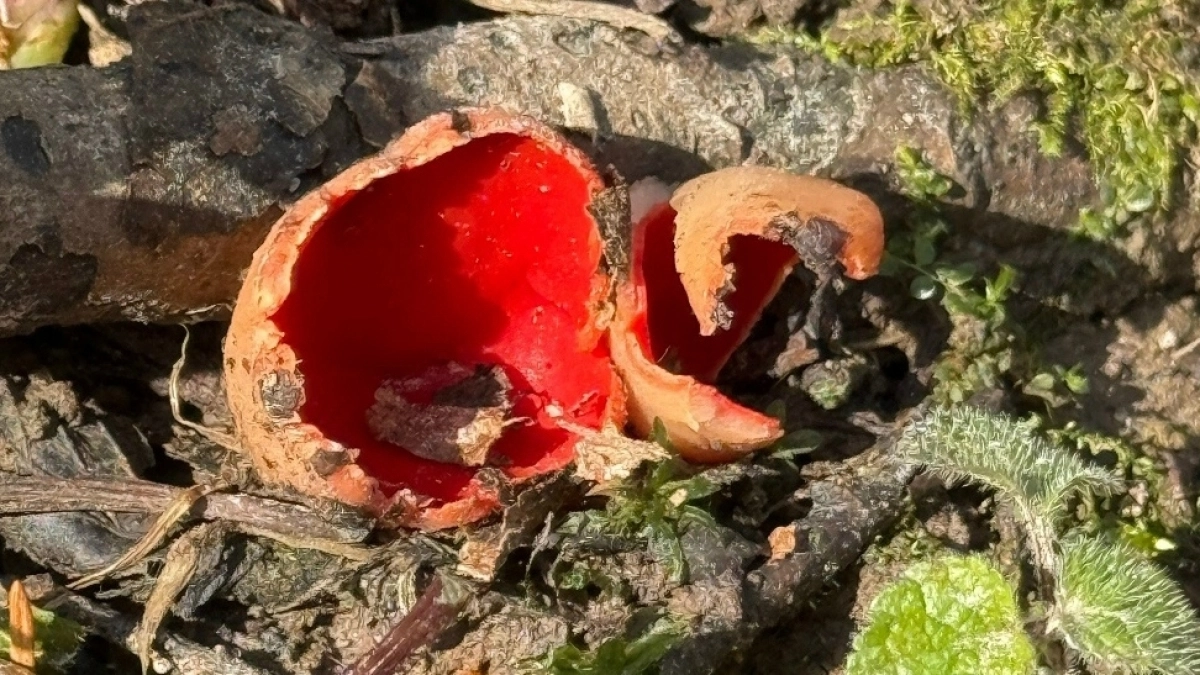 В ярославских лесах появились первые грибы