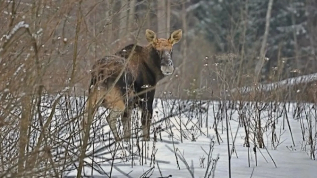 Разделал "ничейного" лося — житель Гаврилов-Ямского района заработал подписку о невыезде и уголовную статью