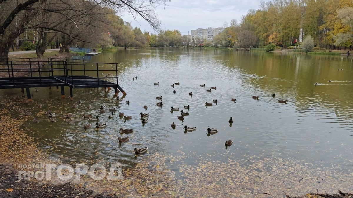 В Ярославле разработают проект очистки пруда в парке "Нефтяник" с учетом особой охраны памятника природы