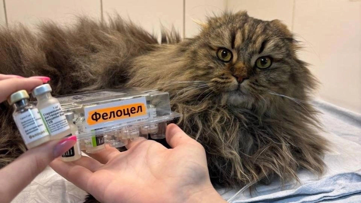 Вакцинация питомцев: что нужно знать и когда ее необходимо делать