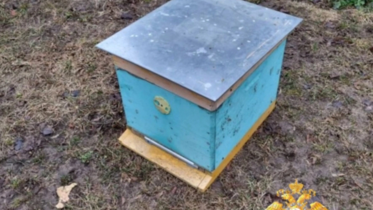 150 тысяч улетели с пчелами: полицейские раскрыли дерзкую кражу ульев в Борисоглебском районе