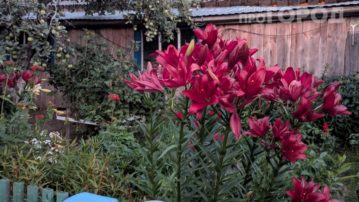 Зависть соседей гарантирована: 7 кустарников, которые превратят ваш участок в райский уголок