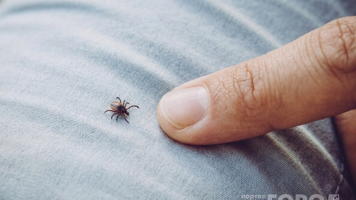 На дачном участке от клещей – лучше не найти:пара пшиков на одежду и ни одного паразита в радиусе километра