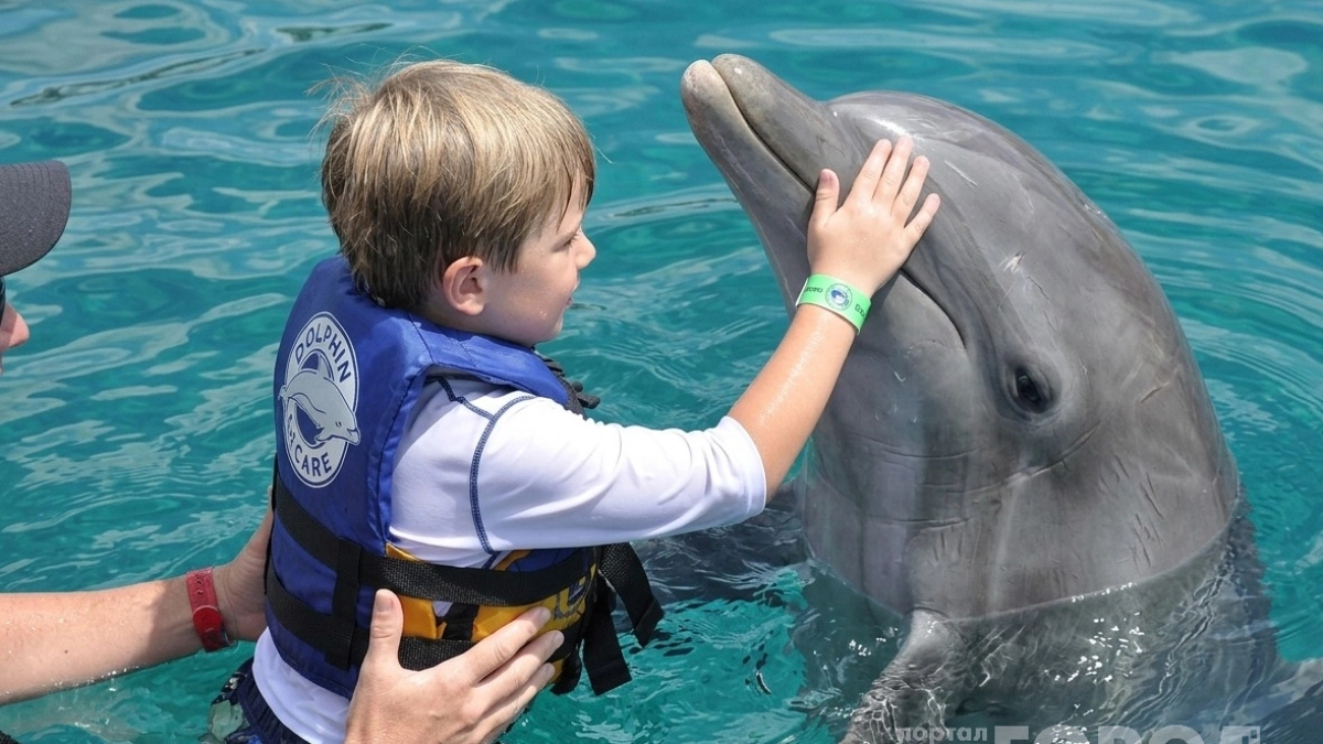 Хватит считать их ангелами океана: странные факты о том, что творят дельфины с другими животными для забавы - а мы к ним детей подпускаем
