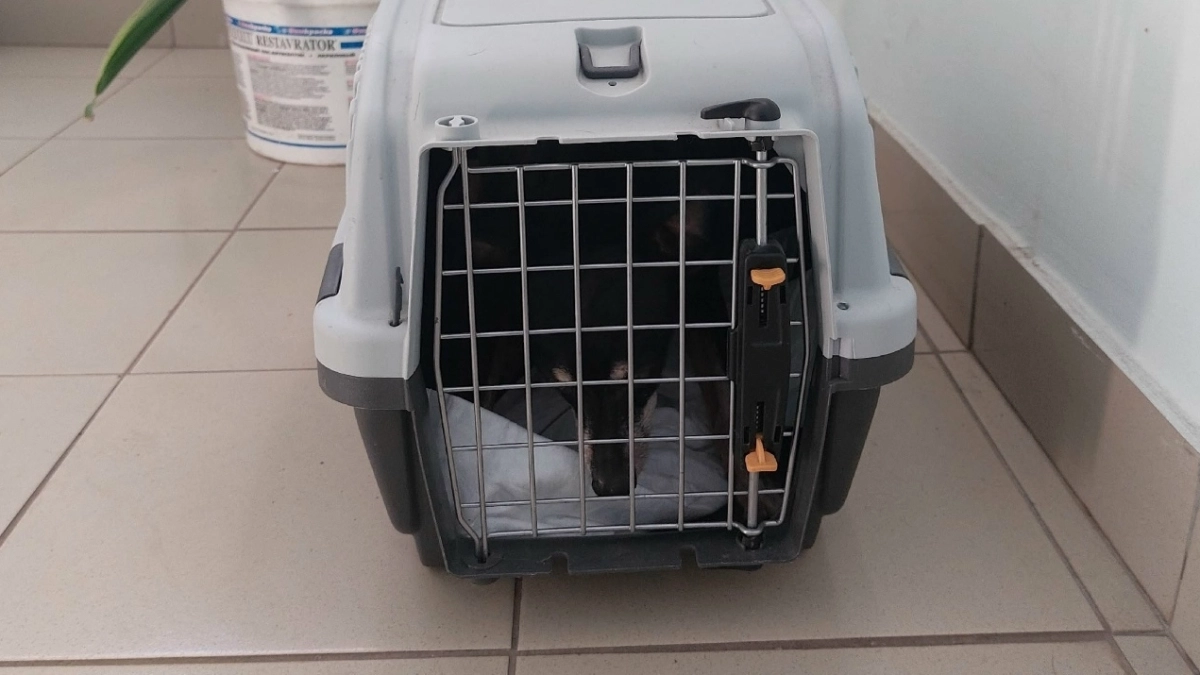  В Брагино из квартиры голой женщины спасли собаку  