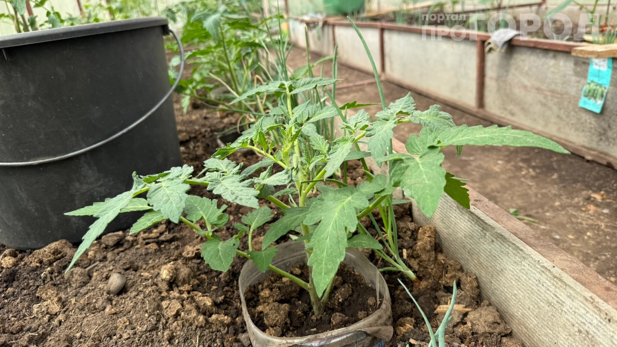 Томаты размером с кулак на кустах 50 см: соседи просят семена, а секрет далеко не в них