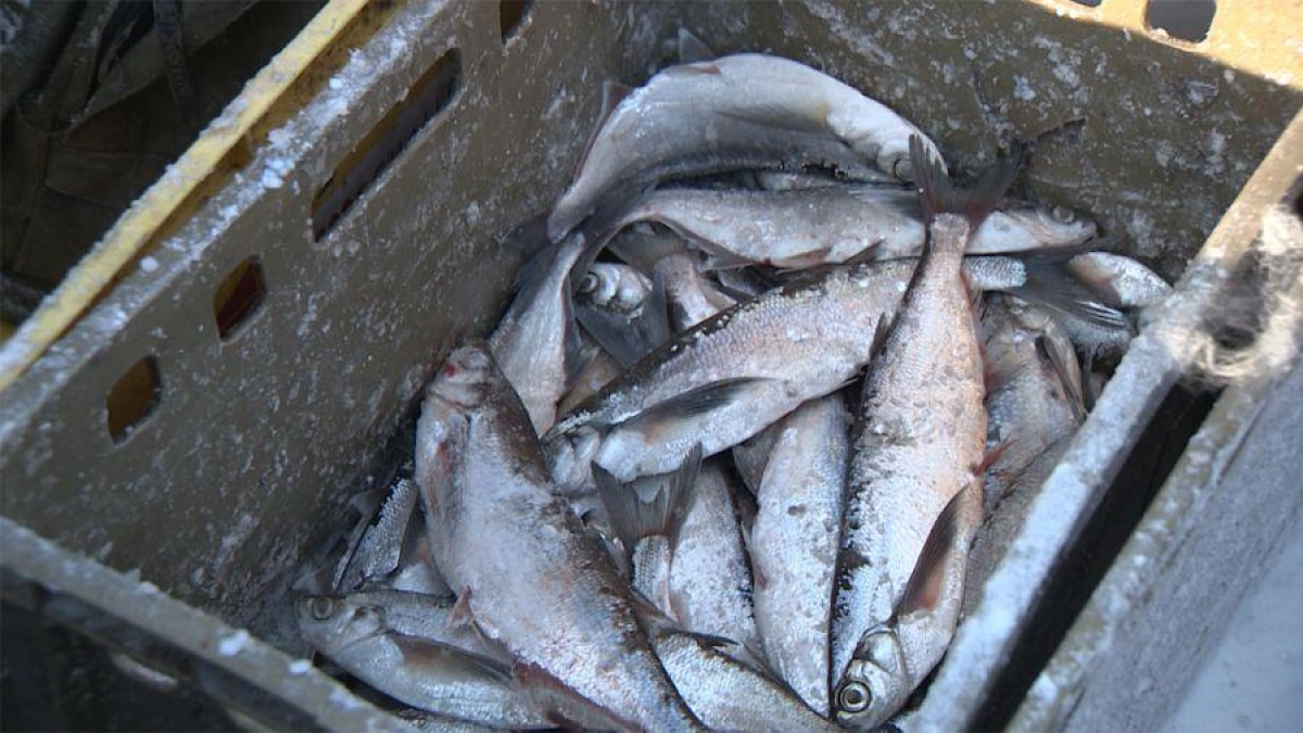 На водоемах Ярославской области начался нерестовый запрет на рыбалку