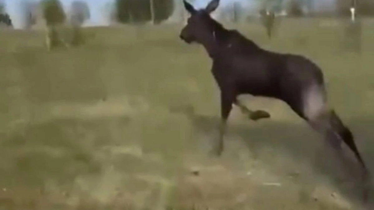 Подстрелили лосиху — получили до четырёх лет: чем закончилась незаконная охота в заказнике под Любимом