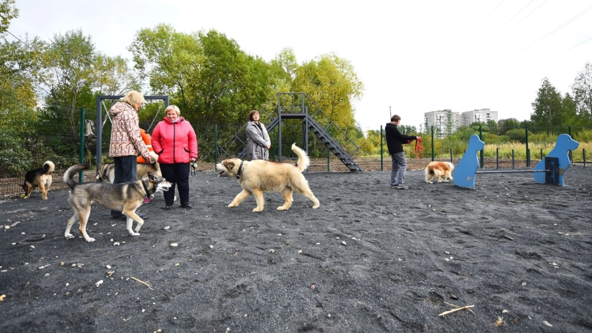 Собакам — ноль площадок, подрядчику — миллионный счет: Ярославль взыскивает неустойку через суд
