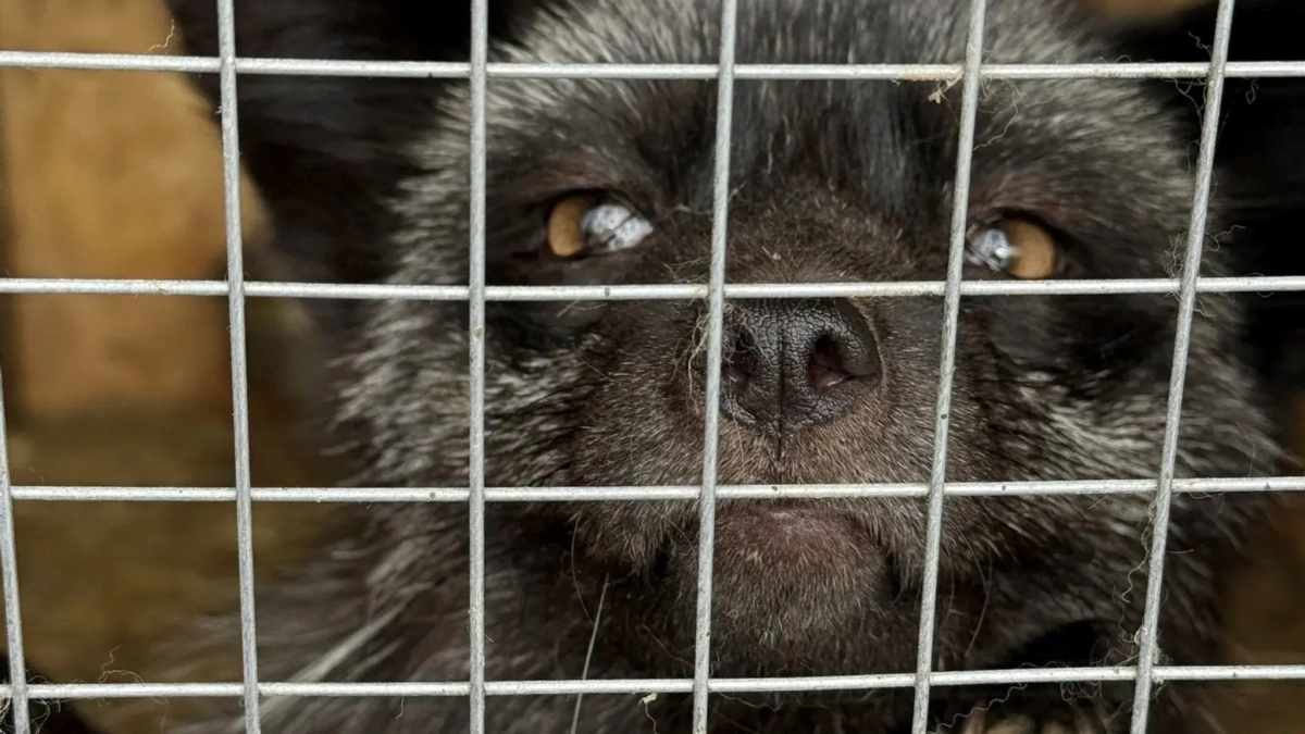 Норка укусила ребенка — проверки укусили сильнее: ярославский зоопарк попал под надзор